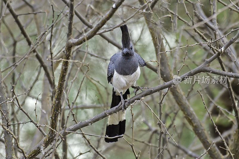 白腹的走开鸟(Corythaixoides leucogaster)是一种分布广泛的非洲turaco科鸟类。肯尼亚梅鲁国家公园